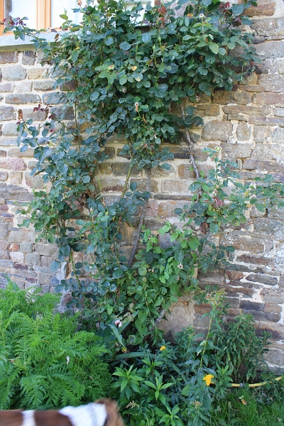 20110816 Boquet Bosquet Buildings 155.jpg